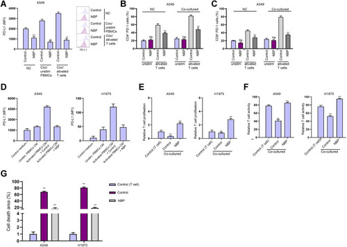 Figure 4 NBP stimulates T cells activity and proliferation to suppresses lung cancer cell survival. (A–E) The co-culture system was established by placing the unstimulated or activated T cells in upper chambers of the Transwell, and the A549 and H1975 cells in the lower chambers at a ratio of 1:10. (A) The expression of PD-L1 was analyzed by FACS in the cells. (B and C) The proportions of CD4+ PD-1+ and CD8+ PD-1+ T cell were determined by flow cytometry. (D) Expression of PD-L1 in A549 and H1975 cells cultured in conditioned medium from unstimulated or activated PBMCs. (E) T cell proliferation under co-cultured with A549 and H1975 cells was determined by CCK-8 assay. (F) T cell activity under co-cultured with A549 and H1975 cells was determined by flow cytometry detection of CD8+ T cells. (G) Apoptosis of T cells was determined by flow cytometry. mean ± SD. **P < 0.01.