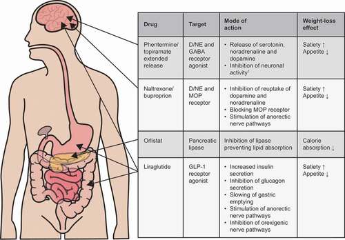 Figure 1. Mechanisms of action of US FDA-approved anti-obesity medications
