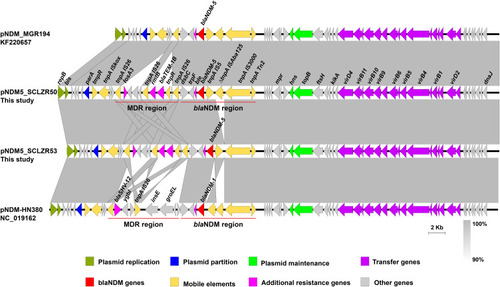 Figure 6 Comparison of linear maps of pNDM5_SCLZR50, pNDM5_SCLZR53, pNDM-HN380, and pNDM-MGR194. Genes and insertion sequences are indicated by arrows and Δ indicates the truncated gene. Gray shades denote shared regions with a high degree of homology.