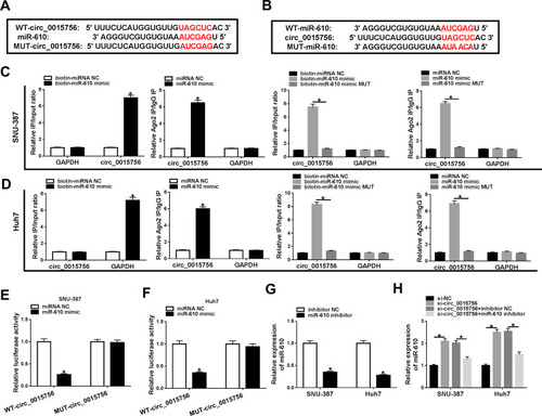 Figure 3 MiR-610 was a target of circ_0015756. (A) The binding site between circ_0015756 and miR-610 was analyzed by the bioinformatics tool circRNA interactome. (B) MiR-610 sequence was mutated at the binding site of circ_0015756. The interplay between circ_0015756 and miR-610 was verified by (C and D) RNA pull-down assay, (C and D) RIP assay and (E and F) dual-luciferase reporter assay. (G) The inhibitory efficiency of miR-610 was measured by qRT-PCR. (H) The expression of miR-610 in SNU-387 and Huh7 cells transfected with si-circ_0015756, si-NC, si-circ_0015756+miR-610 inhibitor or si-circ_0015756+inhibitor NC was checked by qRT-PCR. *P < 0.05.Abbreviations: WT, wild-type; MUT, mutant-type; NC, negative control; GAPDH, glyceraldehyde-3-phosphate dehydrogenase; Ago2, argonaute 2; IgG, immunoglobulin G.