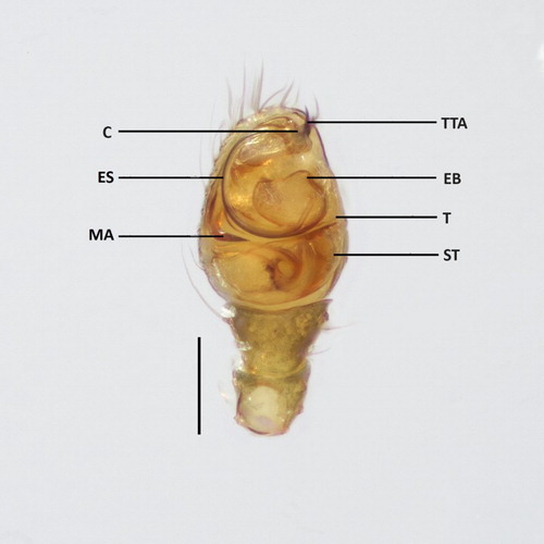 Figure 3. Coleosoma octomaculatum male palp, ventral view. C, conductor; ES, embolus spiral; EB, embolus base; MA, median apophysis; ST, subtegulum; T, tegulum; TTA, theridiid tegular apophysis. Scale bar = 0.1 mm.
