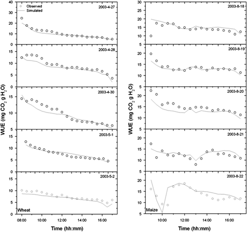 Fig. 10  Comparison between simulated and observed values of WUE over winter wheat and summer maize canopy at typical clear days in 2003.