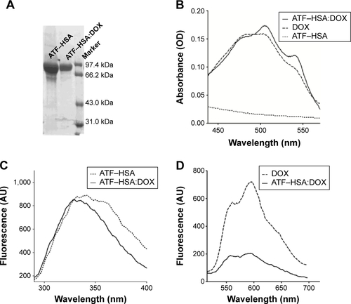 Figure S3 Characterizations of ATF–HSA:DOX.Notes: (A) SDS-PAGE of ATF–HSA:DOX prepared by the DIP method. (B) Ultraviolet-visible absorption spectra of ATF–HSA:DOX (10 μM), DOX (10 μM), and ATF–HSA (10 μM) in PBS. (C) Tryptophan fluorescence spectra of ATF–HSA:DOX (5 μM in PBS) and ATF–HSA (5 μM in PBS) excited at 280 nm showed a blue shift and slight decline of tryptophan upon DOX binding. (D) DOX fluorescence spectra of DOX (5 μM in PBS) and ATF–HSA:DOX (5 μM in PBS) excited at 490 nm showed the quenching of DOX fluorescence upon embedding in HSA.Abbreviations: ATF, amino-terminal fragment of urokinase; DIP, dilution–incubation–purification; DOX, doxorubicin; HSA, human serum albumin; PBS, phosphate-buffered saline; SDS-PAGE, sodium dodecyl sulphate–polyacrylamide gel electrophoresis.