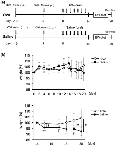 Fig. 1. Weight loss by EW-diet-feeding was rescued by OVA-feeding after sensitization in a food allergy model.
