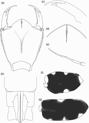 Figure 7. Larval structure of Philosina buchi: (a) labium, dorsal view; (b) ventral view of female abdomen showing gonapophyses; (c) right lateral palpus of labium, dorsal view; (d) median cleft, dorsal view; (e) antenna (setae not shown); (f) pattern on median lamella, lateral view; (g) pattern on lateral lamella, lateral view.