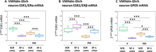 Figure 5. Patterns of VMNdm ghrh neuron Estrogen receptor-alpha (ESR1/ERα), ER-Beta (ESR2/ERβ), and G protein-Coupled membrane Estrogen receptor-1 (GPER) gene expression in SF-1 siRNA-pretreated V- or INS-injected male rats. Data depict mean normalized ESR1 (A), ESR2 (B), and GPER (C) gene expression in VMNdm ghrh neurons after the following combinatory treatments: SCR siRNA/V (n = 12); SF-1 siRNA/V (n = 12); SCR siRNA/INS (n = 16); SF-1 siRNA/INS (n = 16). Normalized mRNA data were analyzed by two-way ANOVA and Student-Neuman-keuls post-hoc test, using GraphPad prism, vol. 8 software. Statistical differences between discrete pairs of treatment groups are denoted as follows: *p < 0.05; **p < 0.01; ***p < 0.001.