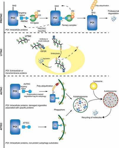 Figure 2. Targeted protein degradation strategies. Visual summary of current alternative strategies (PROTACs, LYTACs, AUTACs and ATTECs) to degrade specific proteins or organelles by exploiting cellular degradation pathways.