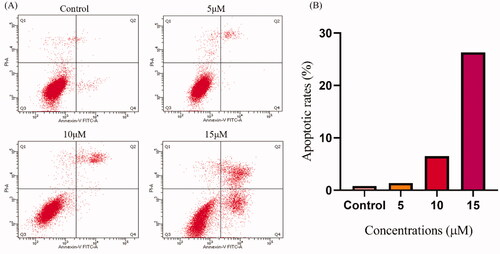 Figure 7. Compound 4k induced A549 cells apoptosis. (A) A549 cells were treated with different concentrations of 4k for 72 h and stained with PI/Annexin-V, and the apoptosis rates were determined by flow cytometry. (B) The histogram of apoptosis rates of A549 cells treated with various concentrations of 4k (5 μM, 10 μM and 15 μM) for 72 h.