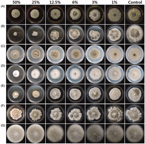 Figure 1. Effect of various concentrations of culture filtrate on in vitro mycelial growth inhibition of fungal pathogens. Each fungus, (A) Alternaria solani (B) Botrytis cinerea (C) Colletotrichum coccodes (D) C. dematium (E) C. gloeosporioides (F) Diaporthe sp., and (G) Rhizopus stolonifer was inoculated in the center of PDA amended with various concentrations of culture filtrate. The picture was taken 7 days after incubation.