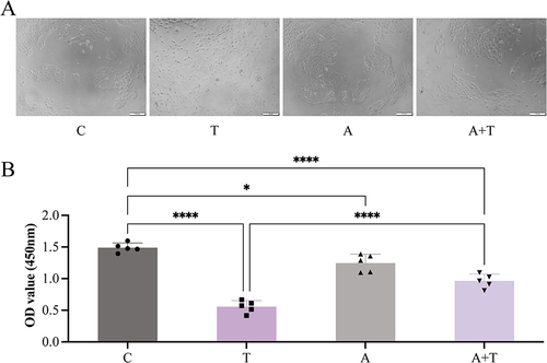 Figure 1 TGF-β1–induced HaCaT cells exhibit unique morphological changes and enhanced migration ability. (A) To examine the effect of Ang-(1-7) and TGF-β1 on the proliferation of human keratinocytes, HaCaT cells were treated with TGF-β1 (10 ng/mL), either with or without Ang-(1-7) (1 μM) for 48 h, and measured by CCK8 assay. Each bar represents the mean ± standard deviation (n=5). (C: Group C; T: Group T; A: Group A; A+T: Group A + T.) (B) Morphological changes after treatment in each group (100× magnification); *P <0.05, ****P < 0.0001 . (C: Group C; T: Group T; A: Group A; A+T: Group A + T).