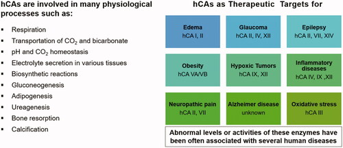 Figure 8. hCAs as drug targetsCitation11,Citation14,Citation51–57. From edoema and glaucoma, to obesity, neuropathic pain, hypoxic cancers, cerebrovascular diseases and oxidative stress, many isoforms are involved in diverse pathologies for which isoform-selective inhibitors showed a relevant potential to be translated to clinical entities.