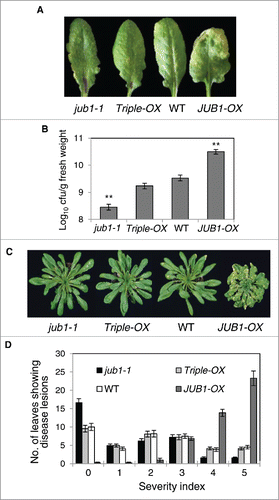 Figure 2. Defense responses observed in JUB1-OX are fully restored in Triple-OX plants. (A) Rosette leaves of 5-week-old plants pressure infiltrated with Pst DC3000 at 2 dpi. The experiments were repeated 3 times and similar results were obtained. (B) In planta growth of Pst DC3000 bacteria in JUB1 transgenics and WT, assayed 3 dpi. Data are from 2 experiments with at least 8 plants per genotype in each. Mean growth ± SD. Asterisks indicate a significant difference from WT (**p < 0.01; Student´s t-test). (C) Defense response of plants sprayed with Pst DC3000 at 5 dpi. The experiment was repeated 4 times with similar results. (D) Disease severity index (according to lesion diameters; 0, small chlorotic lesions; 5, large lesions) assessed in plants shown in (C). Data are from 3 experiments with at least 8 plants per genotype in each. Means are shown ± SD.