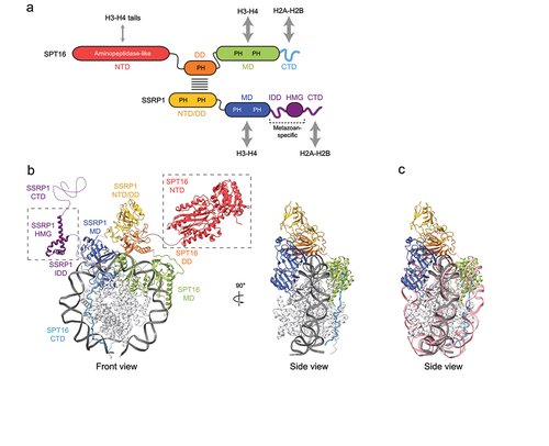 Figure 1. FACT domains and structure. (a) Domain organization of human FACT subunits. The gray double arrows indicate known physical interactions of FACT domains with histones. NTD, N-terminal domain; DD, dimerization domain; MD, middle domain; CTD, C-terminal domain; IDD, intrinsically disordered domain; HMG, High mobility group domain; PH, Pleckstrin homology. (b) Structure of human FACT bound to a nucleosome (PDB ID: 6UPL) [Citation50]. The structure of the SPT16-NTD (PDB ID: 5E5B) [Citation55] and SSRP1-HMG (PDB ID: 6L34) [Citation56] were added (boxed structures) to contextualize their relative size. (c) A view of the FACT-nucleosome structure (PDB ID: 6UPL; containing 79 bp of DNA, dark gray) that also displays the DNA of a fully-wrapped (146 bp) nucleosome from PDB ID: 2CV5 (old pink) [Citation210]. Notice the clash between the path of the DNA and the Spt16-MD, as well as the position of the SPT16-CTD, mimicking the path of the DNA in the full nucleosome. Molecular graphics and analyses were performed with UCSF ChimeraX [Citation211]. The docking in panel C was done on the histone proteins from PDB ID: 6UPL and PDB ID: 2CV5 using the MatchMaker tool in ChimeraX. The histones from PDB ID: 2CV5 were hidden.