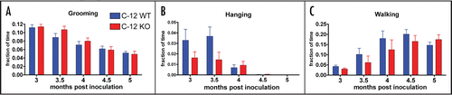 Figure 3 Behavioral analysis of prion inoculated C12 WT and KO mice (n = 6–9 per group). Mice were single housed and video recorded for 24 hours and their behaviors were quantitated by Homecagescan 2.0 software. A similar decrease in the amount of time spent grooming (A) and hanging (B) was observed and a similar dramatic increase in activity as measured by the percent of total time spent walking (C) was observed in C12 WT and KO mice inoculated with prions. Data is shown as mean values plus standard error of the mean. No statistically significant differences (at a threshold of p < 0.05) were observed for grooming, hanging and walking (Wilcoxon rank sum test).