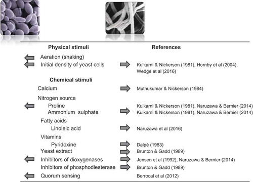 Fig. 2 (Colour online) Summary of the effect of various physical and chemical factors on the yeast-mycelium transition in the Dutch elm disease fungi (photos of yeast-like spores and mycelium courtesy of M. Aoun and K.V. Plourde, Université Laval). Arrows indicate the effect of a given stimulus. Initial cell density can have opposite effects: inoculation with a low yeast cell density stimulates mycelial growth, whereas a high concentration inoculum favours yeast growth.