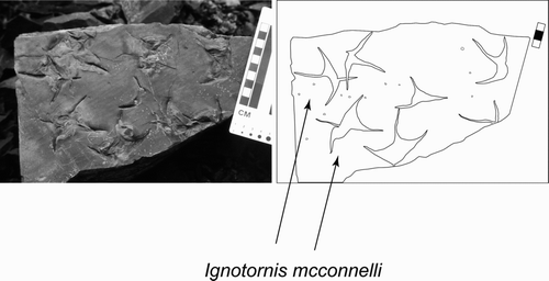 Figure 2 Ignotornis mcconnelli from Double Mountain (DENA 13342) with additional tracks attributable to Aquatilavipes swiboldae. The presence of a very small hallux impression on some of these other tracks is suggestive that these two ichnotaxa may be very similar.