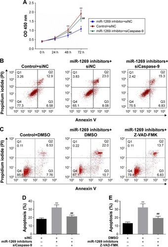 Figure 6 miR-1269 promoted cell survival and proliferation by targeting TP53 and caspase 9 in A549 cells. (A) CCK8 was used for determining cell viability after A459 cell transfection with miR-1269 inhibitors/or caspase-9-siRNA. (B and D) Flow cytometry analysis showed cell apoptosis after A549 cell transfection with miR-1269 inhibitors/or caspase-9-siRNA. (C and E) Flow cytometry analysis showed cell apoptosis after incubation with Z-VAD-FMK in cell transfection with miR-1269 inhibitors. Data are expressed as the mean ± SD for three independent experiments. **P<0.01 versus control+siNC/DMSO group; ##P<0.01 versus miR-1269 inhibitors group.