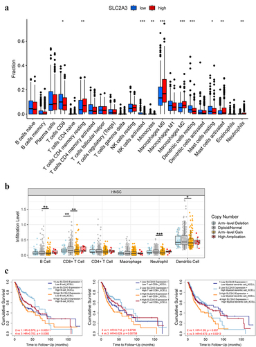 Figure 7. Correlation between SLC2A3 expression and tumor immune infiltrating cells. (a) Infiltration of 22 immune infiltrating cells between HNSC patients with low and high SLC2A3 expression obtained by CIBERSORTx. (b) Comparison of immune infiltrating cell levels in HNSC with different SLC2A3 CNVs. (c) Clinical survival outcome of HNSC patients with high B cell, CD8+ T-cell and myeloid dendritic cell infiltration. *P < 0.05; **P < 0.01; ***P < 0.001; ****P < 0.0001.