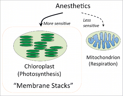 Figure 3. Claude Bernard discovered higher sensitivity of photosynthesis to anesthetics in comparison to respiration.Citation12,25 Chloroplast accomplish photosynthesis on stacked membranes know as thylakoid granaCitation162,163 which can be considered for inter-organellar synapses.Citation157 We propose that these stacked membranes are not only essential for photosynthesis but also makes this process more sensitive to anesthetics.
