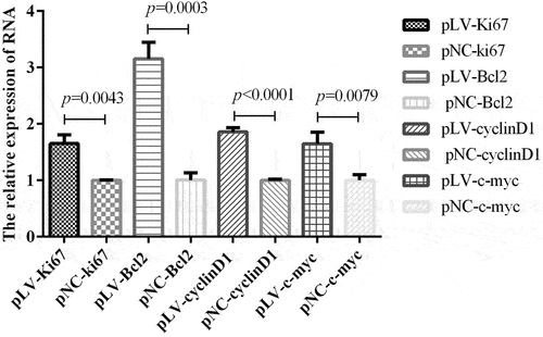 Figure 5. In the circrNA-0000081 overexpression model, the expression of key genes involved in proliferation, apoptosis, cell cycle, and oncogenesis.