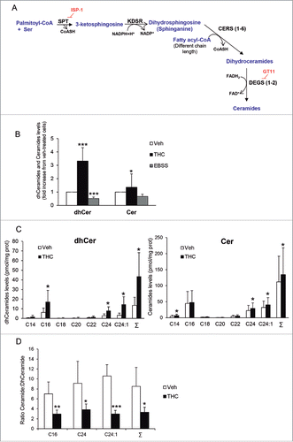 Figure 2. THC, but not nutrient deprivation, stimulates sphingolipid synthesis de novo, enhances dihydroceramide levels and modifies the ceramide:dihydroceramide ratio in the microsomal fraction of U87MG cells. (A) Scheme depicting the pathway of sphingolipid synthesis de novo. SPT (serine palmitoyltransferase) catalyzes the condensation of serine and palmitoyl-CoA to produce 3-ketosphinganine. KDSR (3-ketodihydrosphingosine reductase) catalyzes the reduction of 3-ketosphinganine to dihydrosphingosine (sphinganine). The next reaction is catalyzed by CERS1 to CERS6 (each isoform of this enzyme has selectivity for fatty acyl-CoAs with different chain length). CERSs convert dihydrosphingosine into the different molecular species of dihydroceramides, which are subsequently transformed into ceramides by the insertion of a 4, 5-trans double bond catalyzed by the enzymes DEGS1 and DEGS2. ISP-1 and GT11 are pharmacological inhibitors of SPT and DEGS, respectively (B) Effect of THC treatment (6 µM, 6 h) and nutrient deprivation (EBSS; 6 h) on the levels of total ceramides and dihydroceramides found in the microsomal fraction of U87MG cells. Data are expressed as the mean fold change in the levels of total dihydroceramides and total ceramides ± s.d. relative to vehicle-treated cells (n = 4; ***, P< 0.001 and *, P < 0.05 from vehicle-treated cells). (C) Effect of THC treatment (6 µM, 6 h) on the levels of the different molecular species of dihydroceramides (left panel) and ceramides (right panel) found in the microsomal fraction of U87MG cells. Data are expressed in pmol of sphingolipid per mg of protein (mean ± s.d; n = 5; *, P < 0.05 from vehicle-treated cells). Σ indicates the total content in ceramide or dihydroceramide (expressed as the sum of the individual molecular species of ceramide or dihydroceramide detected in these analyses) (D) Effect of THC treatment (6 µM; 6 h) on the ceramide:dihydroceramide ratio ± s.d. found in the microsomal fraction of U87MG cells. (n = 5; ***, P < 0.001; **, P < 0.01; and *, P < 0.05 from vehicle-treated cells). Note that THC treatment produces an increase in the levels of different species of dihydroceramides, which leads to a change in the ratio of both types of sphingolipids in the microsomal fraction of U87MG cells.