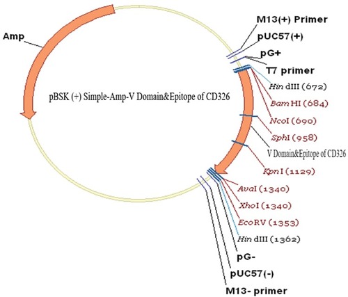 Figure 19 Schematic figure of construct map pBSK (+) Simple-Amp-V1-domain of the CD166 and two extracellular immunogenic epitopes of CD326.