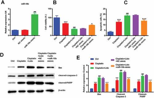 Figure 5. Lido reduced cisplatin resistance in MGC-803/DDP cells through down-regulating miR-10b expression. NC mimic and miR-10b mimic were transfected in MGC-803/DDP cells for 48 h. (a) MiR-10b expression levels were determined by qRT-PCR. ### denotes p < 0.001 vs. NC mimic group. After transfection with NC mimic or miR-10b mimic, MGC-803/DDP cells were treated by cisplatin (30 µg/mL) in combination with Lido (100 µM). (b) Cell viability was determined by CCK-8 assay, (c) cell apoptotic rate was determined by apoptosis assay, (d-e) Bax, cleaved-caspase-3, and cleaved-PARP protein expression levels were determined by western blot. *** indicates p < 0.001 vs. control (Ctrl) group. ### denotes p < 0.001 vs. cisplatin group. ^ denotes p < 0.05 and ^^^ denotes p < 0.001 vs. cisplatin + Lido + NC mimic group.