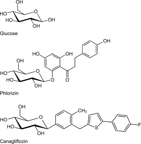 Figure 2 The chemical structures of phlorizin, glucose, and canagliflozin.