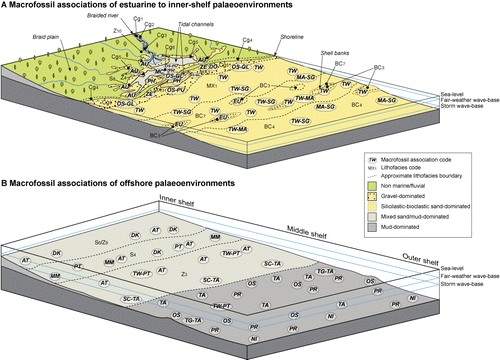 Figure 4 Schematic illustrations showing the idealised distribution of lithofacies and macrofossil associations in Late Pliocene–Early Pleistocene Mangaheia Group shelf rocks in central and western Hawke's Bay. Lithofacies codes refer to those listed in Table 1. Macrofossil association codes are defined in Table 2.