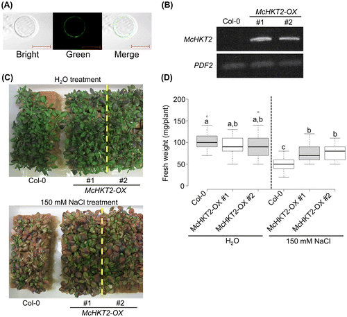 Fig. 3 Cellular localization of McHKT2 and effect of overexpression of McHKT2 in Arabidopsis.