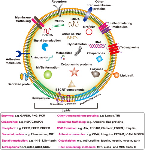 Figure 2. The overall compisition of EVs. The main components of EVs include nucleic acids, proteins, lipids and metabolites. Main classification of nucleic acids and proteins components enriched in EVs that mediates the intercellular communication between different cell types in the body, thus affecting the normal and pathological stateand their potential biological functions.