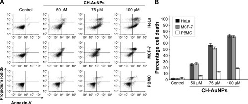 Figure 3 Phosphatidylserine exposure and membrane permeability of HeLa and MCF-7 cells after CH-AuNPs treatment.Notes: (A) Cell death was measured by flow cytometry through AnnV and PI staining in HeLa and MCF-7 cells treated with different concentrations (50, 75, and 100 µM) of CH-AuNPs for 24 hours. (B) The percentages of cell death refer to AnnV-positive and/or PI-positive staining.Abbreviations: AnnV, Annexin-V; CH-AuNPs, chitosan gold nanoparticles; PBMC, peripheral blood mononuclear cells; PI, propidium iodide.