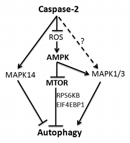Figure 9. CASP2-mediated modulation of autophagy. Loss of CASP2 upregulates ROS that leads to upregulation of AMPK and downregulation of MTOR. CASP2 also regulates MAPK14 and MAPK1/3 that may play a role in autophagy modulation.