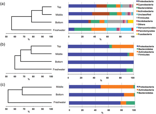 Fig. 2  Dendrograms based on the Bray–Curtis similarity measure showing the relatedness of the microbial communities in snow and freshwater: (a) pyrosequencing; (b) cultivation/pre-incubation on filters; (c) cultivation/direct plating. Also shown is the distribution of the most frequent phylogenetic groups within each community. Note that in (a), the data represents the combined results of several replicate samples within each environment (see Supplementary Fig. 1S for data associated with individual samples).