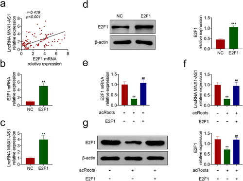 Figure 4. AcRoots reduced expression of MNX1-AS1 through inhibition of E2F1.