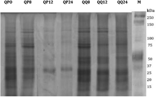 Figure 1. Electrophoretic patterns of QQ (quinoa sourdough obtained through spontaneous fermentation) and QP (quinoa sourdough fermented with Lactobacillus plantarum ATCC 8014) at different moments: 0,8,12, 24 h.Figura 1. Patrones electroforéticos de QQ (masa fermentada de quinua obtenida mediante fermentación espontánea) y QP (masa fermentada de quinua fermentada con Lactobacillus plantarum ATCC 8014) en diferentes momentos: 0, 8,12, 24 horas.