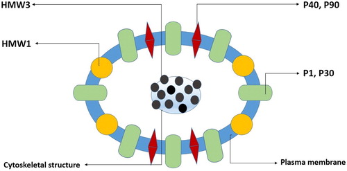 Figure 2. Scheme of a transverse section of M. pneumoniae cytadherence tip organelle depicting location of adhesins and adhesin-related accessory proteins. Note: P1 and P30 are the primary adhesins, P40 and P90 are adhesin-related accessory proteins; high molecular weight (HMW) proteins are integrated within the plasma membrane as surface-membrane lipoproteins or associated with a central cytoskeletal like structure, HMW1 and HMW3, respectively.