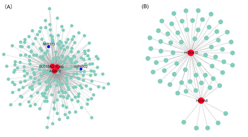 Figure 6. Protein–protein interaction networks of genes in the blue (A) and purple (B) modules constructed with Cytoscape v3.7.1 software. The red dots represent hub genes identified by cytoHubba, and blue dots represent correlated genes.