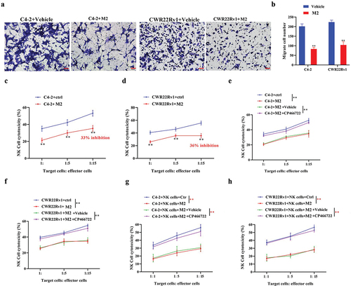 Figure 6. M2 macrophages operate in a paracrine manner on CRPC cells and NK cells, impairing NK cell immunocidal activity against CRPC cells. a, b. The recruitment ability of CRPC cells to NK cells was detected using a transwell assay. c, d. co-culture of M2 macrophages with CRPC cell lines significantly reduced NK cell-mediated cytotoxic effects. e-h. THP-1 polarized macrophages were co-cultured with CRPC cell lines and NK cells. Treatment with an ATM inhibitor (CP466722) recovered NK cell-mediated cytotoxic effects. Data are presented as the mean ± SD; n = 3; **P < .01. Data were analyzed by using two-way ANOVA with Tukey’s multiple comparisons.