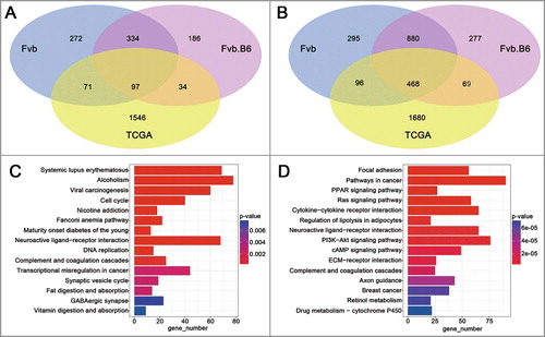 Figure 5. Analysis of TCGA data. (A-B) Venn diagram showing the numbers of the up-regulated (A) and down-regulated (B) genes with significant changes (p < 0.05) in expression in the TCGA human breast carcinoma samples and late carcinoma stage of the mice. (C-D) KEGG enrichment of the up-regulated (C) and down-regulated (D) DEGs in TCGA human breast carcinoma samples. The pathways with the most significant p-values were plotted, and the expression levels are depicted according to the color bar beside the heat map.