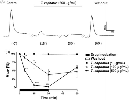 Figure 2. T. capitatus EO reversibly blocks the peripheral nerve excitability. (A) Representative CAP recordings obtained by the single sucrose gap technique after 5, 15 and 30 min of T. capitatus EO (500 μg/mL) incubation. After drug incubation, the nerve was washed out with the physiological solution for 30 min. Control records were obtained when sciatic nerves were submitted to the physiological solution only. Stimulation parameters were 6–10 V/0.1 ms. (B) Time- and concentration-dependent effects of T. capitatus EO (1–500 μg/mL) on CAP amplitude (VCAP) during 30 min incubation followed by nerve washout (30 min). Values are expressed as mean ± S.E.M, n = 4. *p < 0.05; **p < 0.01; ***p < 0.001 vs. control (Student’s t-test).