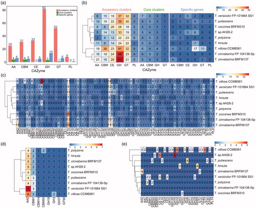 Figure 3. Distributions of CAZymes in nine Trametes strains of Trametes. (a) Distribution of CAZymes in Trametes pan-genome; (b) Distribution of CAZymes of pan-genome in each Trametes strain grouped by accessory clusters, core clusters and specific genes. The numbers shown in subgraph represents the orthologous genes assigned by CAZymes and grouped by accessory clusters (pink), core clusters (green), and specific genes (wathet); (c) Distribution of CAZymes of accessory clusters in each Trametes strain; (d) Distribution of CAZymes of core clusters in each Trametes strain; (e) Distribution of CAZymes of specific genes in each Trametes strain. The numbers shown in subgraphs represent the orthologous genes assigned by CAZymes. GT: glycosyltransferase; GH: glycoside hydrolase; CE: carbohydrate esterase; CBM: carbohydrate-binding molecule; AA: auxiliary activities; PL: polysaccharide lyases.