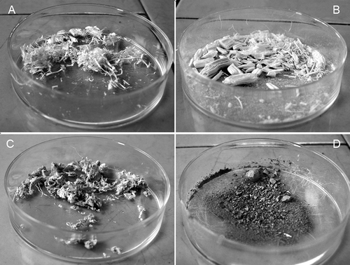 FIGURE 1. Images of natural and sonochemically modified chrysotile. Natural fibers (A) were leached with 0.5 M oxalic acid (Ox) solution for 21 h at 50°C (B), sonicated for 21 h with power ultrasound (US) at approximately150 W, 19.2 kHz in deionized water (C), and were simultaneously treated with US and Ox for 12 h under the same experimental conditions (D).