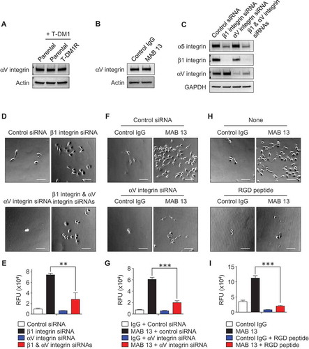 Figure 5. αV integrin is involved in the enhancement of cell invasion activity in β1 integrin gene knocked-down or function-blocked T-DM1R cells. (A) The levels of αV integrin expression were examined in WCL of parental and T-DM1R cells in the absence/presence of 4 µg/ml T-DM1 by Western blot analysis. (B) The levels of αV integrin expression were examined in WCL of control IgG or MAB 13-treated T-DM1R cells for 48 hrs by Western blot analysis. (C) α5 integrin, β1 integrin and αV integrin protein expressions were evaluated on Western blot analysis after knocking down of β1 integrin, αV integrin or both β1 and αV integrins in T-DM1R cells. (D) Bright field (BF) images showing invasive T-DM1R cells that passed through the ECM-coated membrane. Images represent T-DM1R cells treated with control siRNA, β1 integrin siRNA, αV integrin siRNA, or β1 and αV integrin siRNAs. Scale bar, 100 µm. (E) Quantitative analysis of cell invasion assays. (F) BF images showing invasive T-DM1R cells that passed through the ECM-coated membrane. Images represent T-DM1R cells treated with control IgG + control siRNA, MAB 13 + control siRNA, control IgG + αV integrin siRNA, or MAB 13 + αV integrin siRNAs. Scale bar, 100 µm. (G) Quantitative analysis of cell invasion activity. (H) BF images showing invasive T-DM1R cells that passed through the ECM-coated membrane. Images represent T-DM1R cells treated with control IgG, MAB 13, control IgG + RGD peptide, or MAB 13 + RGD peptide. Scale bar, 100 µm. (I) Quantitative analysis of cell invasion activity.