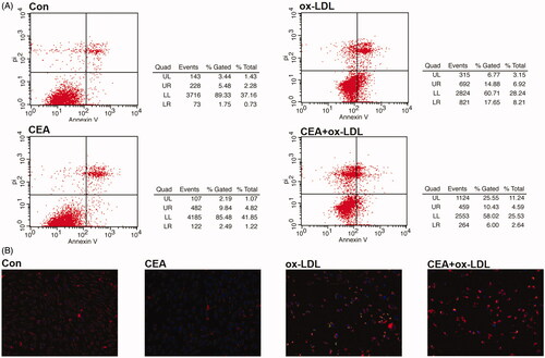 Figure 4. CEA attenuates ox-LDL mediated HUVEC apoptosis. (A) Annexin V-PI double staining was employed for detecting a protective effect of CEA; (B) JC-1 staining was employed for detecting mitochondrial membrane potential changes in CEA-treated HUVECs during ox-LDL mediated apoptosis.