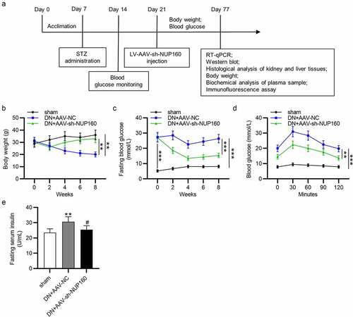 Figure 5. Effects of NUP160 depletion on body weight, blood glucose and insulin in DN mice. (a) The experimental design of the in vivo study is presented in a schematic diagram. (b) Body weight in each group. (c) Fasting blood glucose levels in each group. (d) Changes in the glucose levels in the OGTT. (e) Serum insulin content in each group. **P < 0.01, ***P < 0.001 vs. the sham group; #P < 0.05 vs. the DN+AAV-NC group