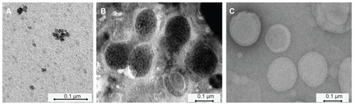 Figure 2 TEM micrographs of (A) dextran-coated Molday-Ion USPIOs (1.7 mg Fe/mL) in an aqueous buffer directly observed under the microscope; (B) sMLs loaded with Molday-Ion USPIOs at a final iron concentration of 1.7 mg Fe/mL (after extrusion and purification); and (C) extruded control liposomes without magnetite.Abbreviations: sMLs, stealth magnetic liposomes; TEM, transmission electron microscope; USPIOs, ultrasmall superparamagnetic iron oxides.