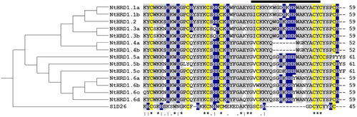 Figure 2. Relatedness of the predicted Nicotiana tabacum NtHRD1 polypeptides. Phylogram (guide tree, left) accompanies the multiple sequence alignment (right) of the predicted amino acid sequences for the mature regions of the N. tabacum NtHRD1 polypeptides. Cysteines are indicated in yellow, histidines in blue, and conserved amino acids in gray. The SlD26 (Solanum lycopersicum defensin 26; 7JNN) gene was used as an outgroup. The thick-black line above the multiple sequence alignment indicates the γ-core region. Numbers on the far right indicate the length (in amino acids) of each polypeptide.