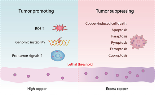 Figure 1. Dual role of copper in cancer development. On the one hand, elevated copper levels can promote tumor growth by inducing ROS production, exacerbating genomic instability, and affecting various tumor-associated signal transduction events. On the other hand, excessive copper concentrations can induce tumor cell death when they exceed a certain threshold limit.