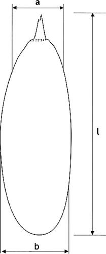 Figure 3 Physical dimension of Sponge gourd pods (l = length; a = minor diameter and b = major diameter).